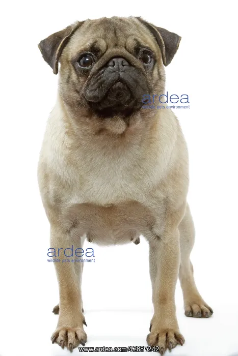  : Pug Dog