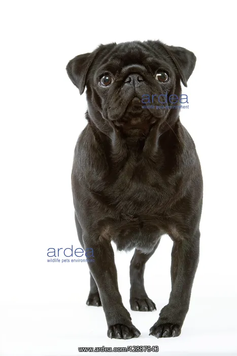  : Pug Dog