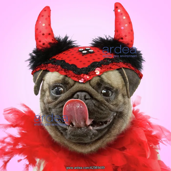 : Pug Dog -. licking - wearing devil hat and red feather boa. Manipulation : Pug Dog -. licking - wearing devil hat and red feather boa. Manipulation