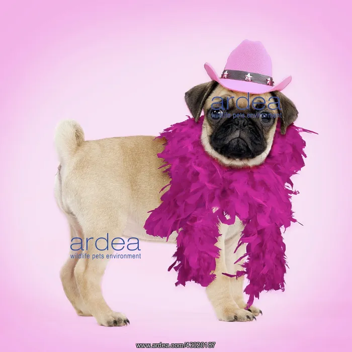 : Pug Dog - puppy wearing pink cowboy hat and feather boa. Digital Manipulation : Pug Dog - puppy wearing pink cowboy hat and feather boa. Digital Manipulation