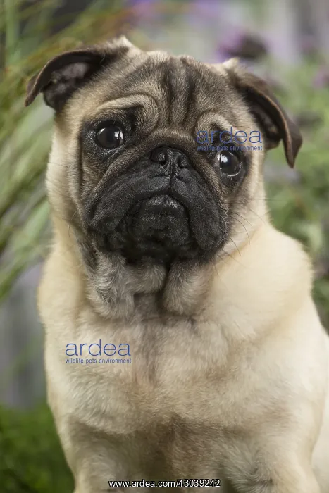  : Pug Dog
