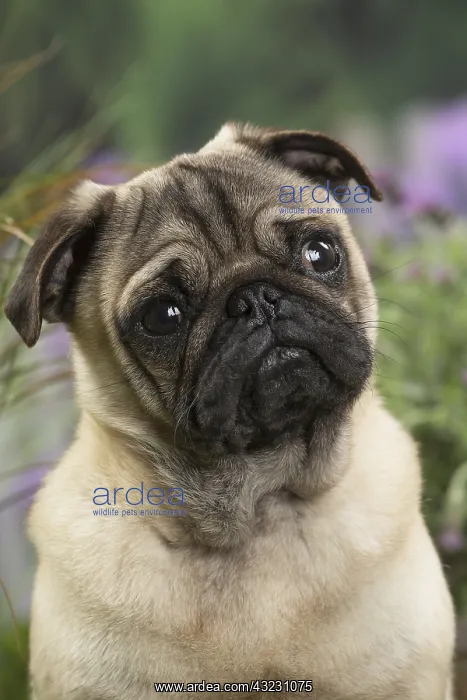 : Pug Dog