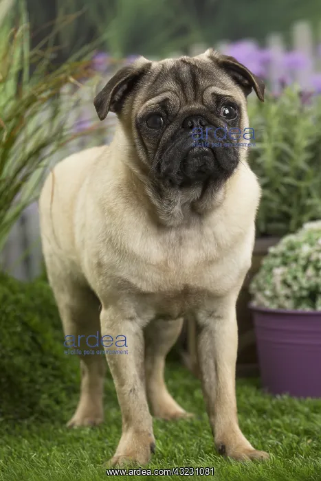  : Pug Dog