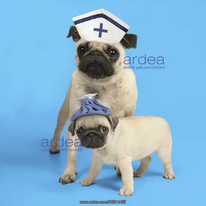 : Pug Dog adult with Nurse hat and puppy ( 8 weeks : Pug Dog adult with Nurse hat and puppy ( 8 weeks