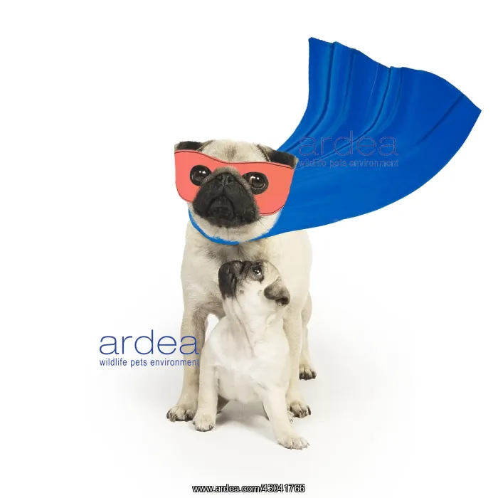 : Pug Dog, adult wearing cape and mask, super hero : Pug Dog, adult wearing cape and mask, super hero