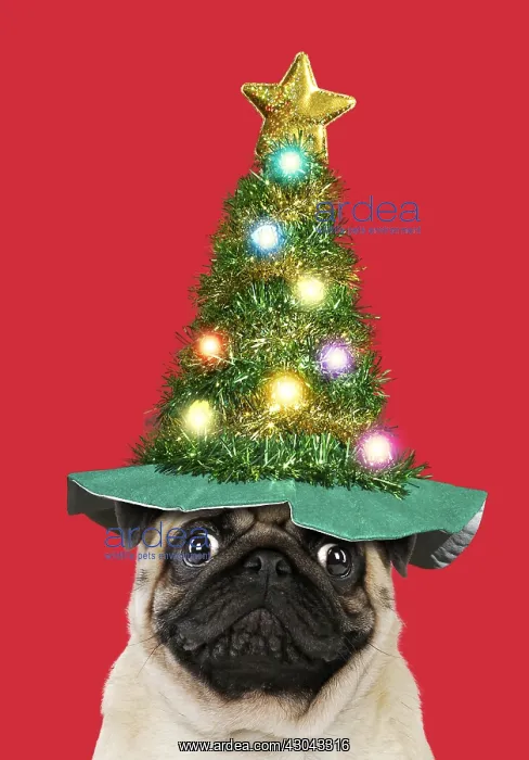 : Pug dog, adult wearing Christmas tree hats. Digital : Pug dog, adult wearing Christmas tree hats. Digital