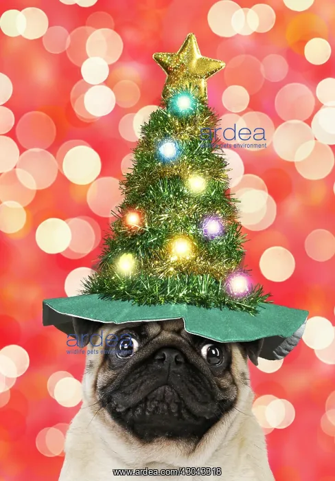 : Pug dog, adult wearing Christmas tree hats. Digital : Pug dog, adult wearing Christmas tree hats. Digital