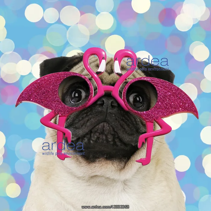 : Pug dog, adult wearing flamingo glasses. Digital : Pug dog, adult wearing flamingo glasses. Digital