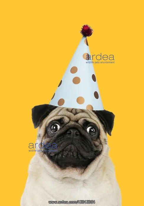 : Pug dog, adult wearing party hat. Digital manipulation : Pug dog, adult wearing party hat. Digital manipulation