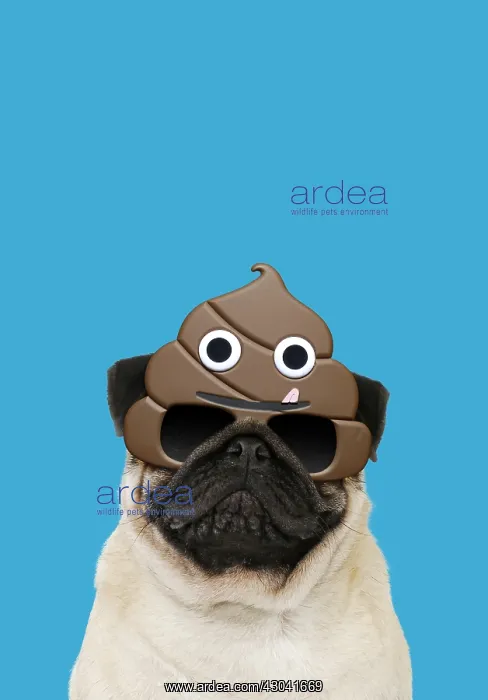  : Pug Dog, adult wearing poo emoji sun-glasses
