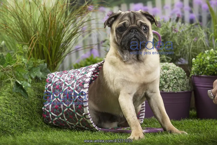  : Pug Dog with basket bag