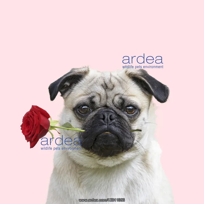 : Pug Dog carrying red rose in mouth : Pug Dog carrying red rose in mouth