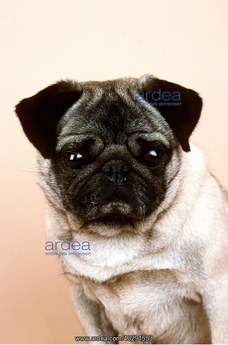 : Pug DOG - close up of head : Pug DOG - close up of head
