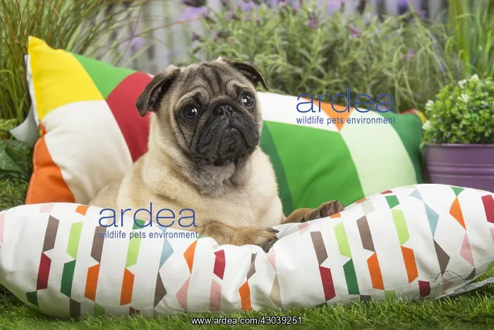  : Pug Dog on cushion