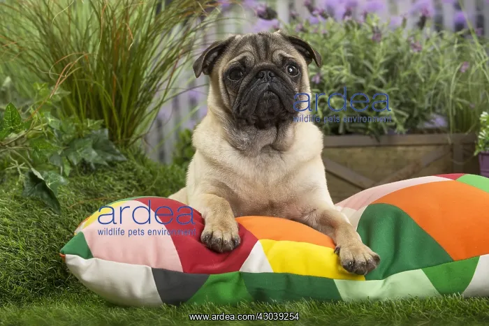  : Pug Dog on cushion