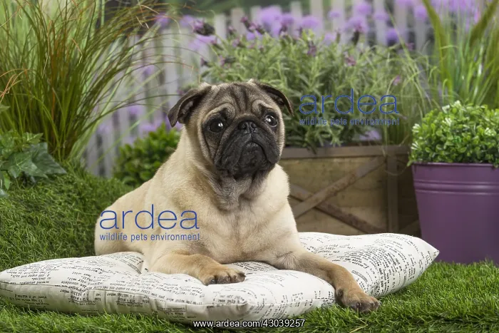  : Pug Dog on cushion