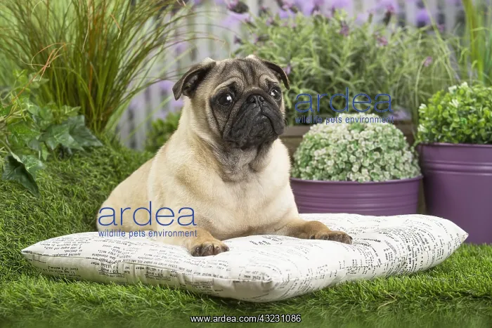  : Pug Dog on cushion