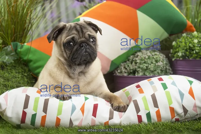  : Pug Dog on cushion