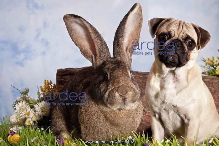 : Pug dog and German Giant rabbit sitting together : Pug dog and German Giant rabbit sitting together