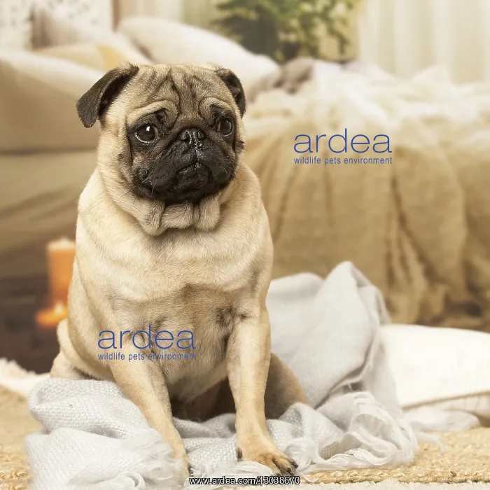  : Pug dog indoors