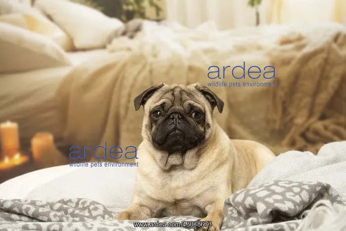  : Pug dog indoors