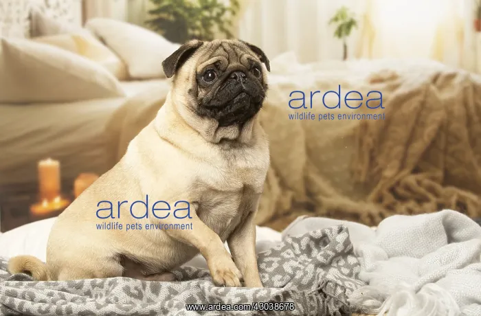  : Pug dog indoors