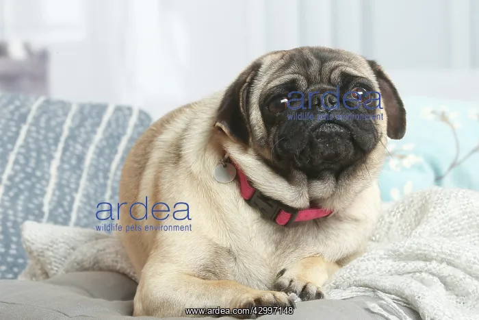 : Pug dog indoors in the living room : Pug dog indoors in the living room
