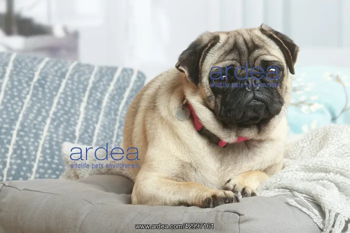  : Pug dog indoors in the living room