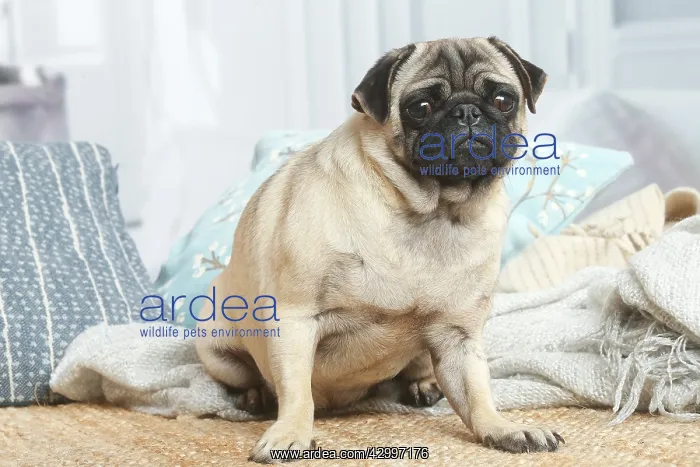 : Pug dog indoors in the living room : Pug dog indoors in the living room