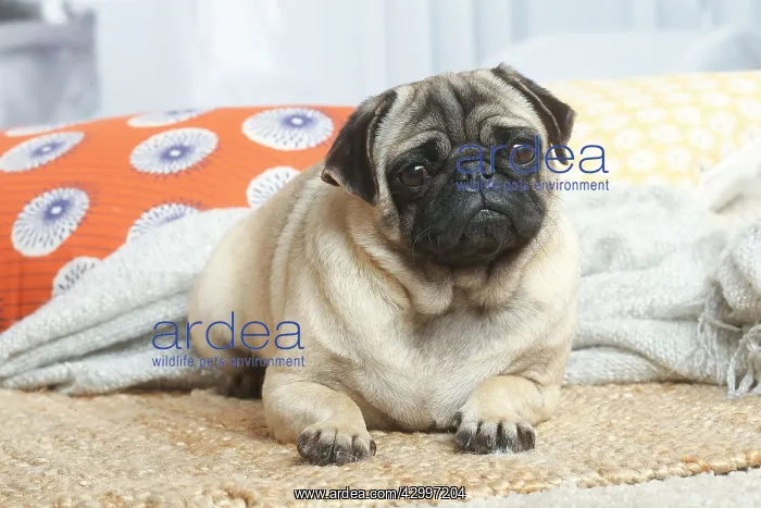: Pug dog indoors in the living room : Pug dog indoors in the living room