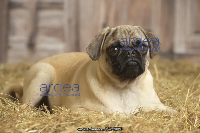 : Pug dog indoors in the straw in a barn : Pug dog indoors in the straw in a barn