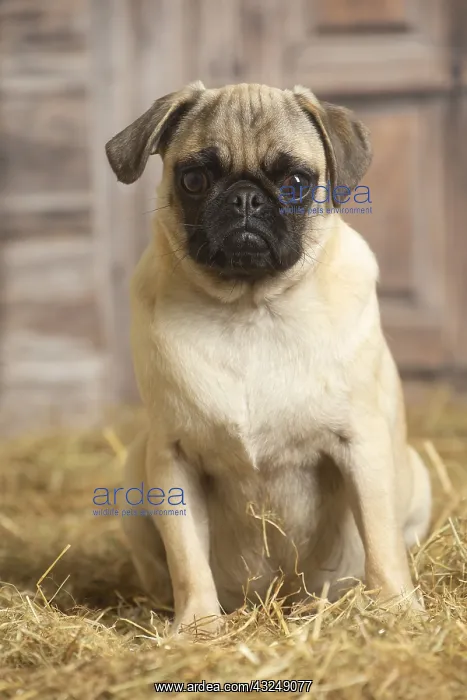 : Pug dog indoors in the straw in a barn : Pug dog indoors in the straw in a barn