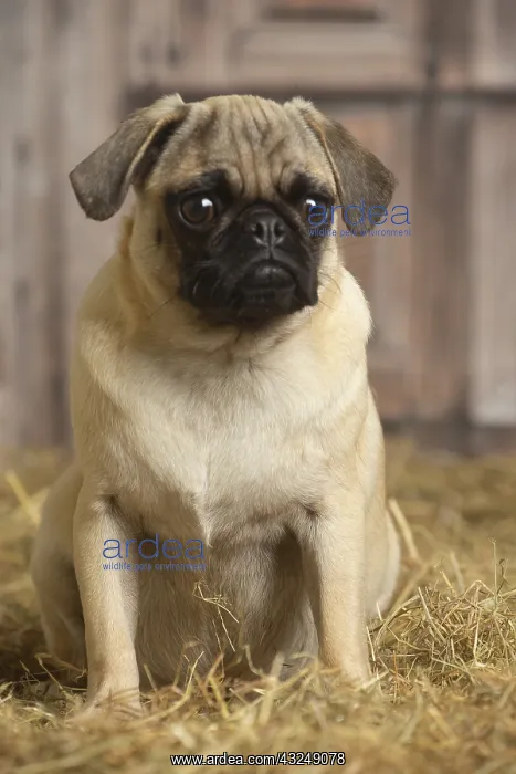 : Pug dog indoors in the straw in a barn : Pug dog indoors in the straw in a barn