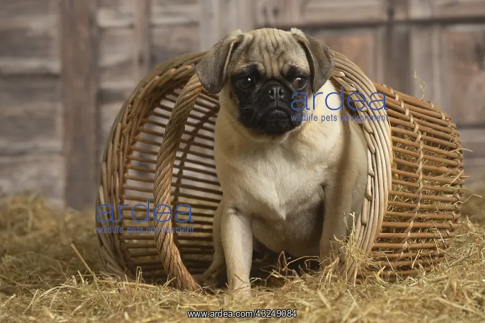 : Pug dog indoors in the straw in a barn : Pug dog indoors in the straw in a barn