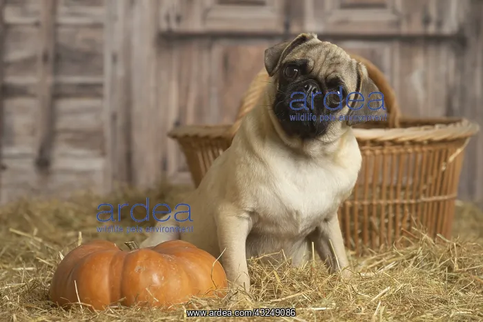 : Pug dog indoors in the straw in a barn : Pug dog indoors in the straw in a barn