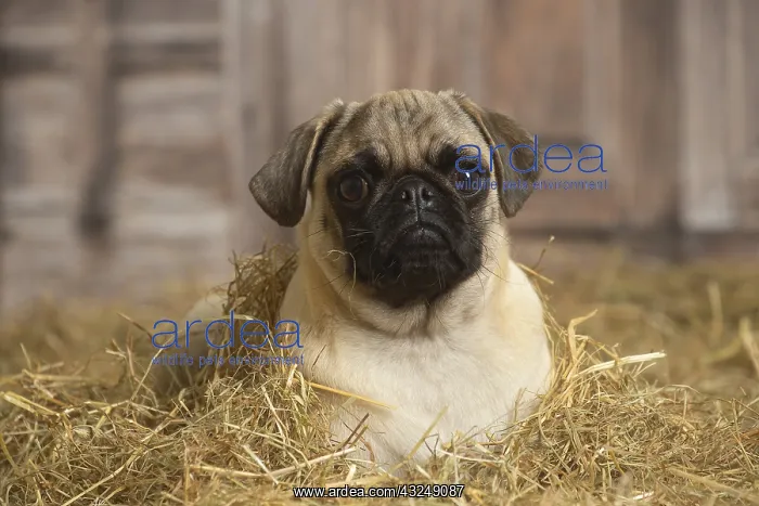 : Pug dog indoors in the straw in a barn : Pug dog indoors in the straw in a barn