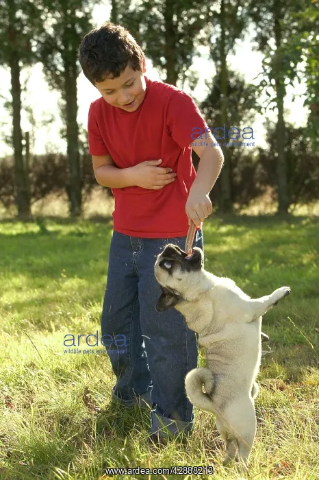  : Pug Dog - jumping to get treat from boy