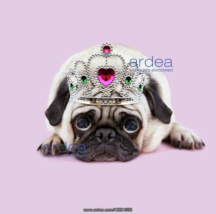 : Pug Dog laying down looking up with big sad eyes : Pug Dog laying down looking up with big sad eyes