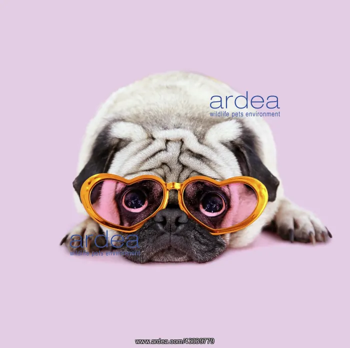 : Pug Dog laying down wearing heart shaped glasses : Pug Dog laying down wearing heart shaped glasses