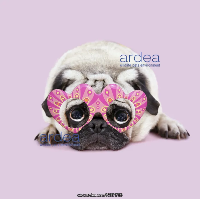 : Pug Dog laying down wearing heart shaped glasses : Pug Dog laying down wearing heart shaped glasses