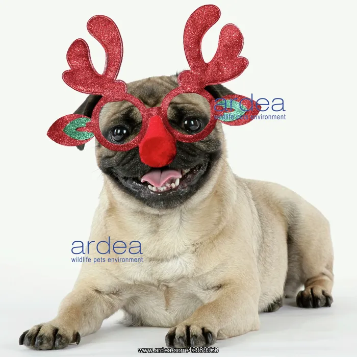 : Pug Dog, laying down wearing Rudolph antler Christmas : Pug Dog, laying down wearing Rudolph antler Christmas