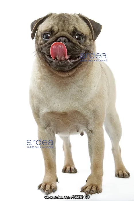  : Pug Dog - licking its lips