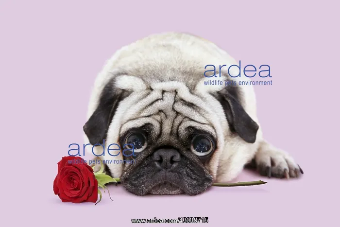  : Pug Dog, lying down, holding red rose looking