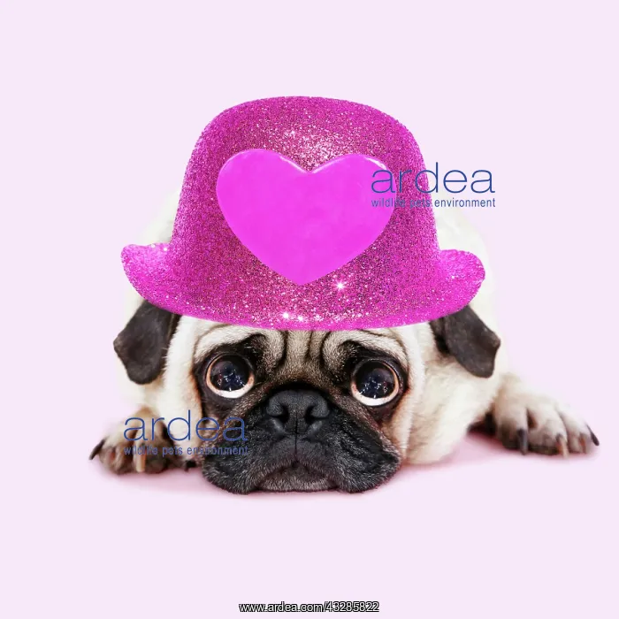 : Pug Dog lying down wearing pink hat with heart, looking up w : Pug Dog lying down wearing pink hat with heart, looking up w