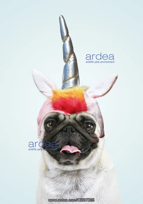 : Pug Dog, mouth open wearing unicorn horn hat / headwear : Pug Dog, mouth open wearing unicorn horn hat / headwear