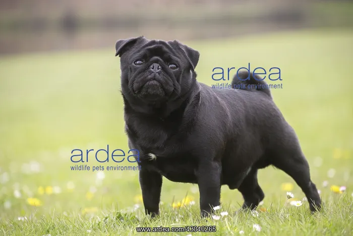  : Pug dog outdoors