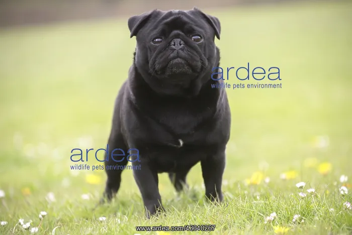  : Pug dog outdoors