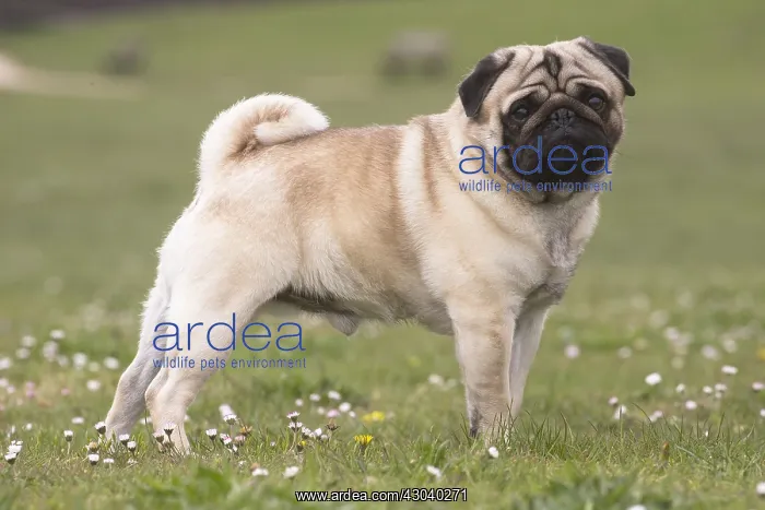  : Pug dog outdoors