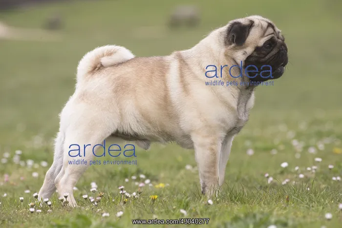  : Pug dog outdoors