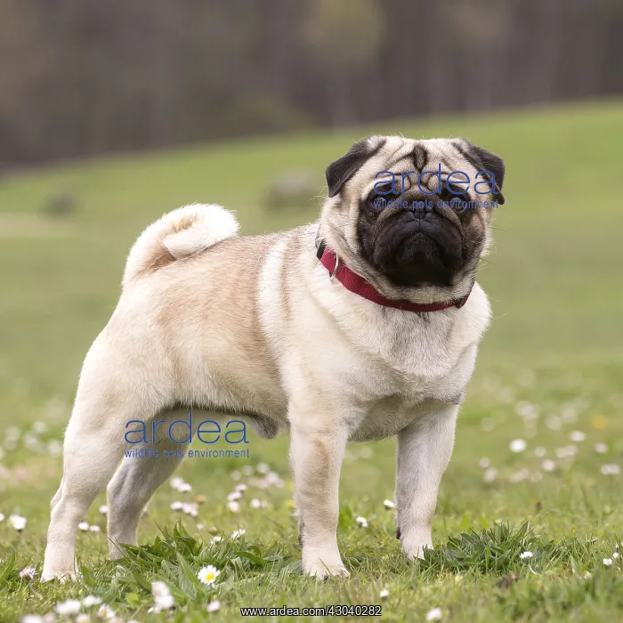  : Pug dog outdoors